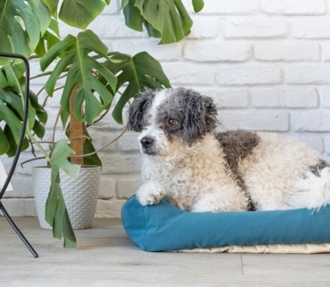 Perro pequeño descansando en su cama acolchada junto a plantas de interior, en un rincón limpio y luminoso del hogar. Ejemplo visual de organización mascotas con zona de descanso integrada al entorno doméstico.
