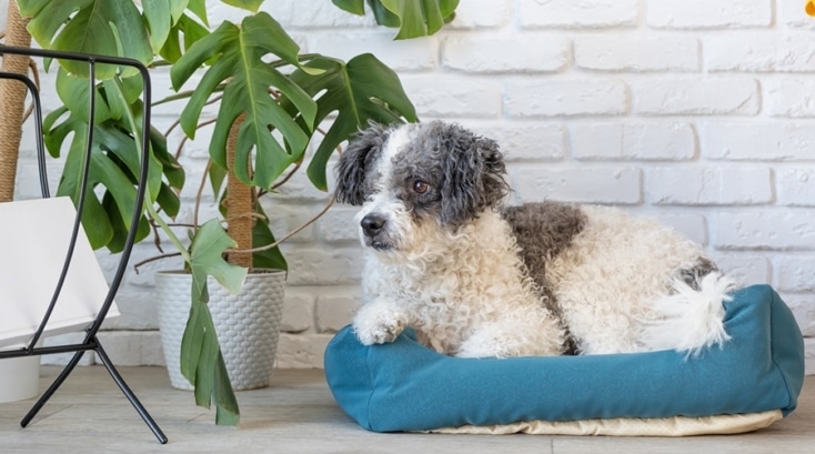 Perro pequeño descansando en su cama acolchada junto a plantas de interior, en un rincón limpio y luminoso del hogar. Ejemplo visual de organización mascotas con zona de descanso integrada al entorno doméstico.
