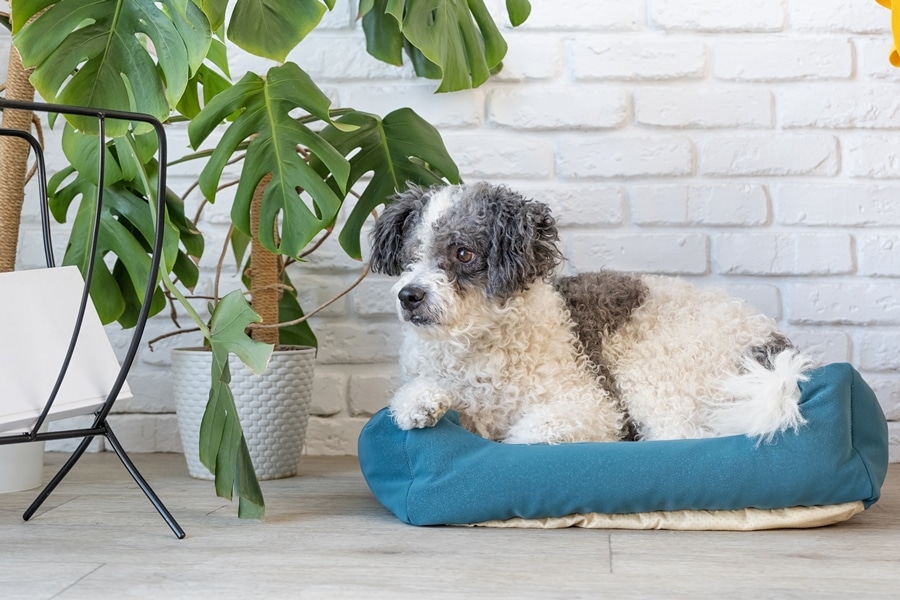 Perro pequeño descansando en su cama acolchada junto a plantas de interior, en un rincón limpio y luminoso del hogar. Ejemplo visual de organización mascotas con zona de descanso integrada al entorno doméstico.